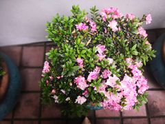 -鲍师傅糕点(江苏路店)