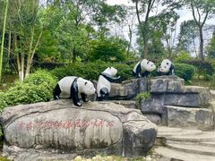 -都江堰中华大熊猫苑