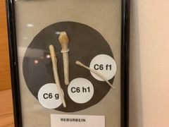 -冰岛阴茎博物馆