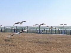 -盐城丹顶鹤湿地生态旅游区