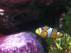 -暹罗海洋世界