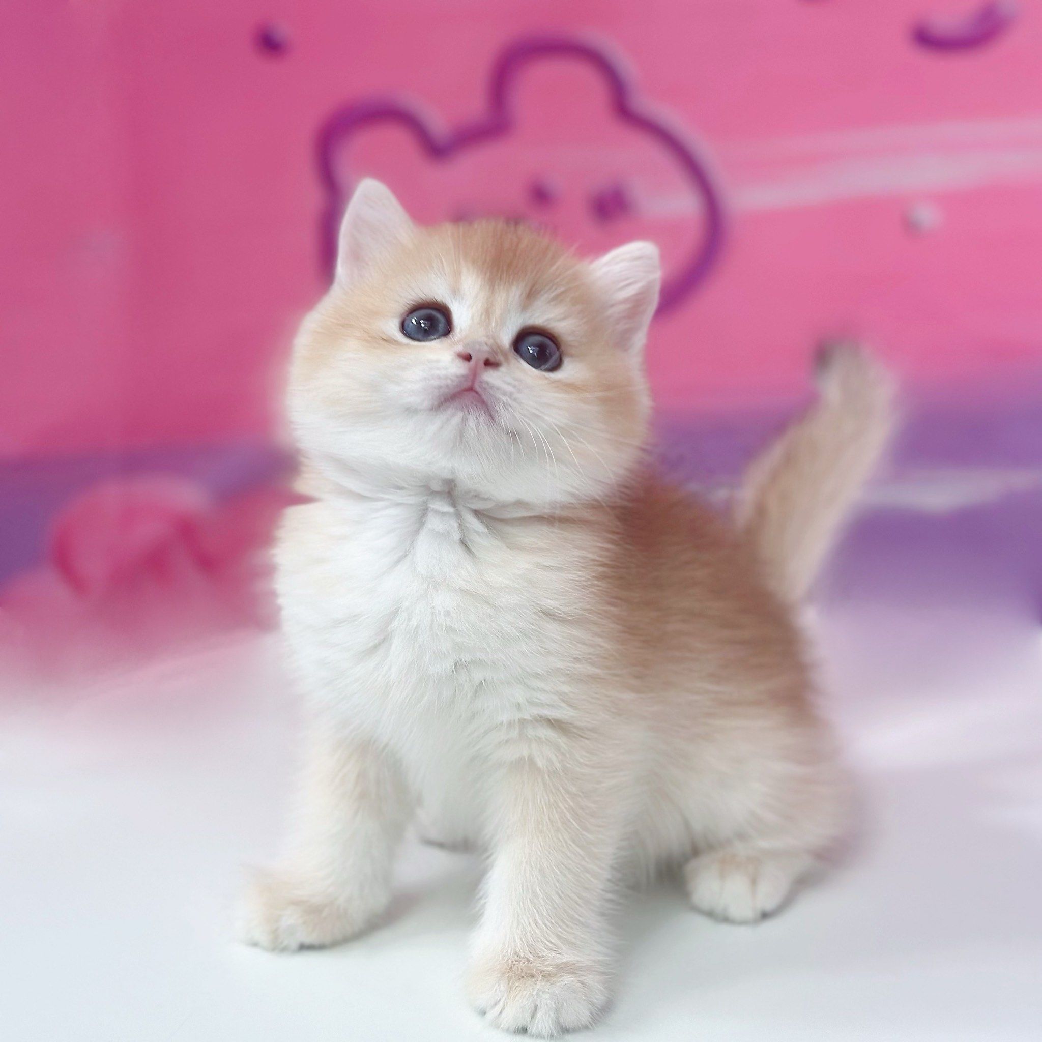 补#英短金渐层 #谁能拒绝傻憨憨的小猫咪 #英短 #金渐层 #金渐层猫舍