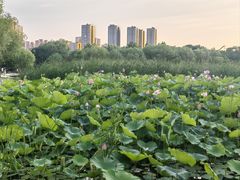 -太阳宫公园