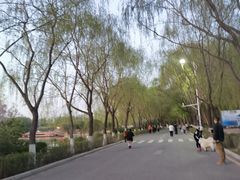 -丁香湖公园