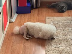 -谐和益家动物医院·免疫绝育·血液透析·宠保定点医院(高新伊藤分院)