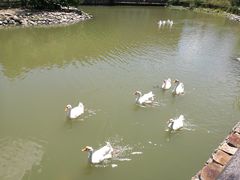 景点-田园东方蜜桃村的田野营地