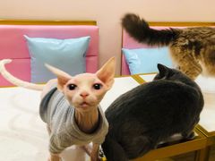 -Sweet cat·星愿猫咖(国贸大厦店)