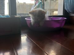 -十年猫舍·猫咪专门店(普陀店)