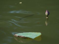 -大湾区中央湿地公园