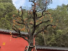 -大慈岩风景区