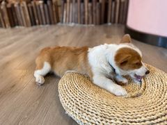 -浣熊柯尔鸭土拨鼠·电玩咖