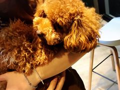 -八公叔叔宠物美容连锁(春申店)