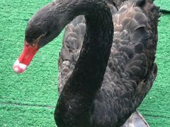 -广州长隆飞鸟乐园