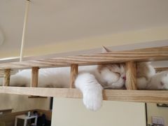 -滚猫咖啡·猫咖·猫友好撸猫(未来城店)
