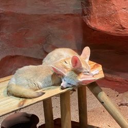 -Zoolung Zoolung动物主题公园(海信广场店)