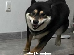 -米苏动物医院·犬猫专科·骨科外科内窥镜