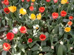 -洛阳郁金香牡丹园