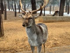 -秦皇岛野生动物园