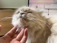 -楼上猫咖(罗湖店)