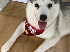 -Husky Go! 哈士奇体验馆·宠物咖啡厅狗咖