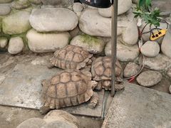 -南宫五洲植物乐园