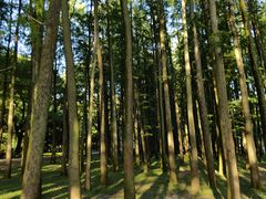 -上海共青森林公园