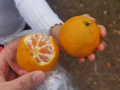 -前小桔亲子创意农场·草莓采摘·露营烧烤