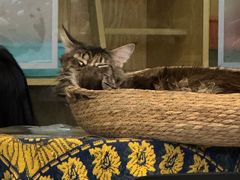 -平行世界·猫咖(首经贸店)