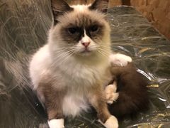 -猫色咖啡·猫咖
