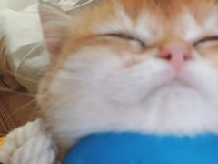 -青奢宠物·青奢猫舍