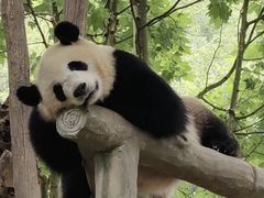 -都江堰中华大熊猫苑