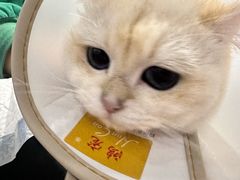 -派特宠物医院(圆融广场店)