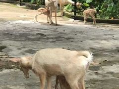 -深圳野生动物园