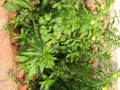 院中的花儿-龙福源密云水库灶台鱼
