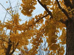 -上海中医药大学附属曙光医院(东部)