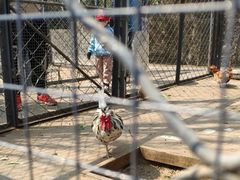 -长白岛森林公园