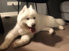 -PETKIT小佩宠物(古北店)