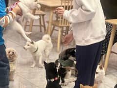 -柴犬小屋·柴餐厅·狗咖食堂(金鼎广场店)