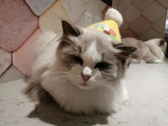 -猫冇咖·家门口的撸猫馆(大融城店)