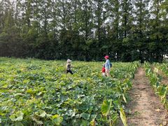 -前小桔亲子创意农场·草莓采摘·露营烧烤