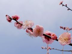 -花开海上生态园