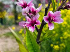 -南汇桃花村