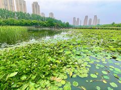 -前关湿地公园