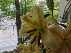 百合花-RELLMAN莱尔曼牛扒(长安店)