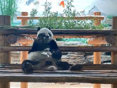 -西霞口神雕山野生动物世界