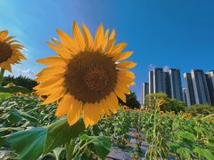 -光明小镇欢乐田园