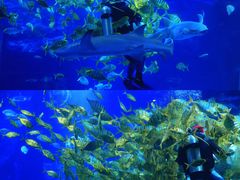 -太平洋海底世界