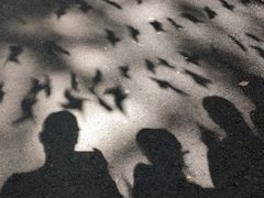 -东平国家森林公园