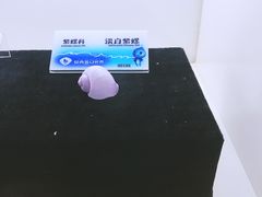 -贝壳梦幻世界