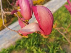 -燕郊植物园